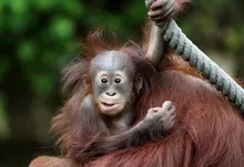 animals baby animals orangutans 1920x1200 wallpaper Art HD Wallpaper
